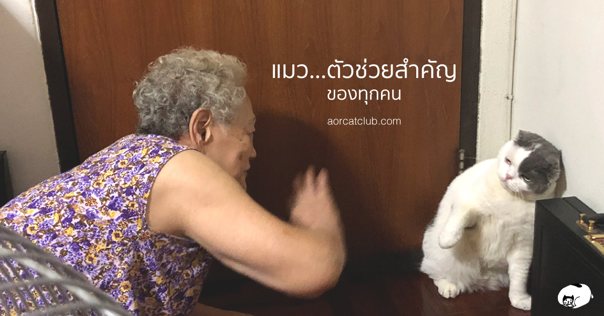 แมวช่วยเยียวยาจิตใจได้