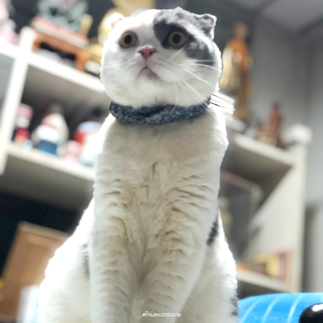 แมวสก็อตติชโฟลด์ โกเมสแมว Catclub