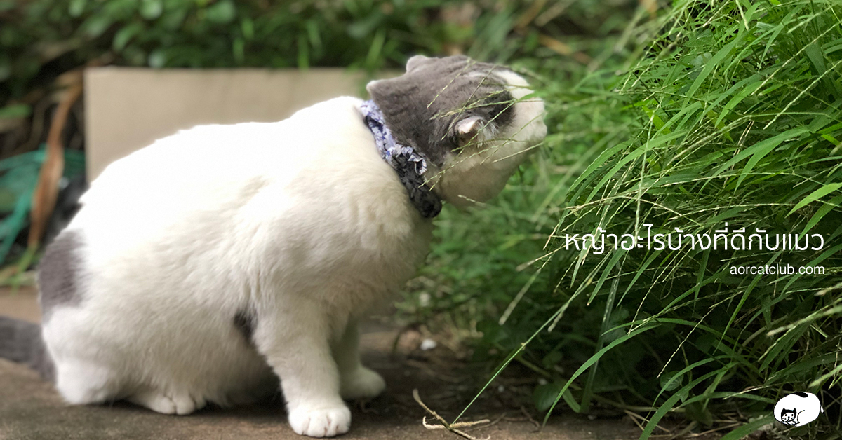 หญ้าแมวแบบไหนดีที่สุด