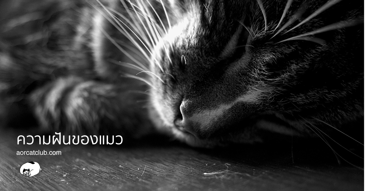 แมวฝันได้เหมือนคน