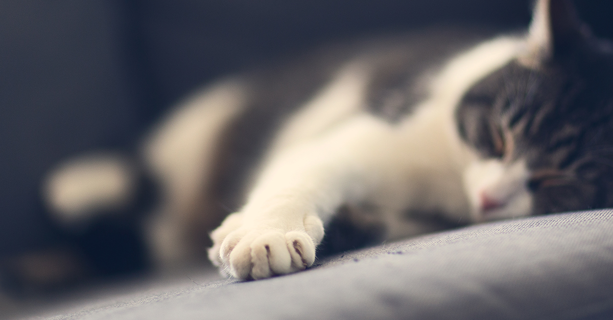 แมวละเมอเดิน ตัวกระตุก