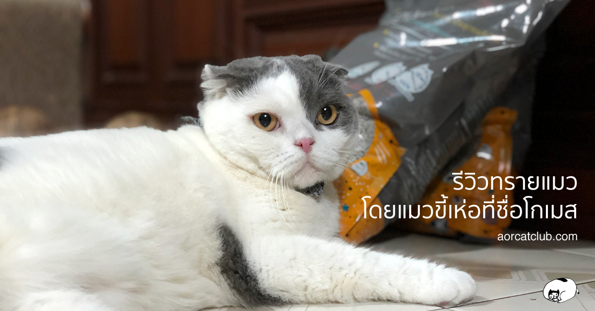 ทรายแมวแบบไหนดี