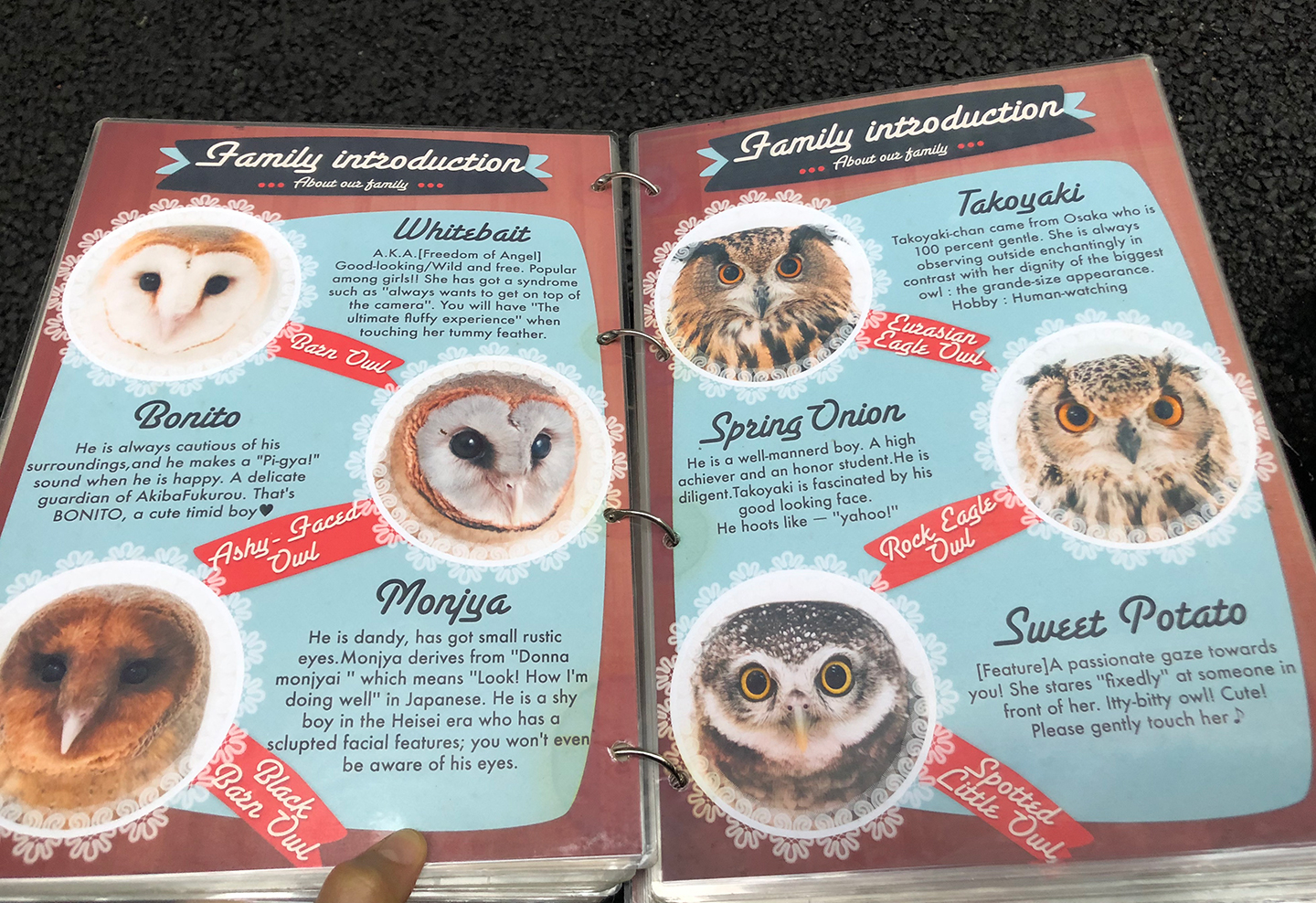 ครอบครัวนกฮูกในคาเฟ่นกฮูกที่โตเกียว