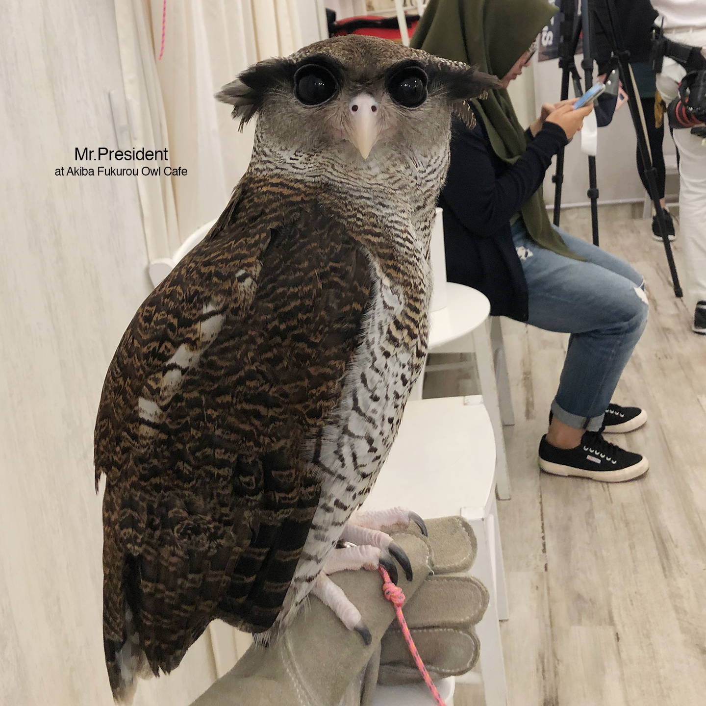 Akiba-Fukurou-Owl-café3_aorcatclub-