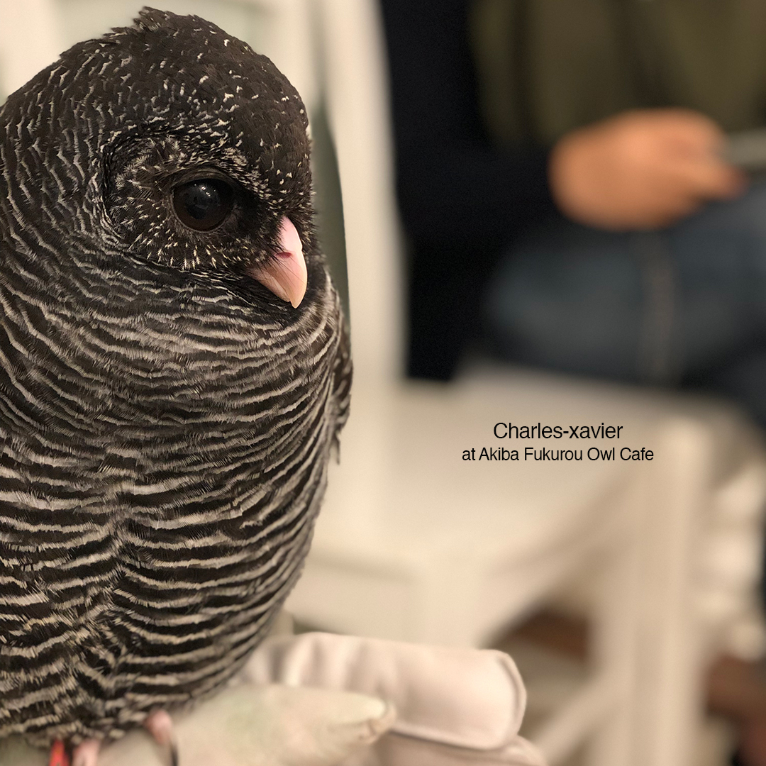 ถ่ายรูปกับนกฮูก Charles ที่โตเกียว