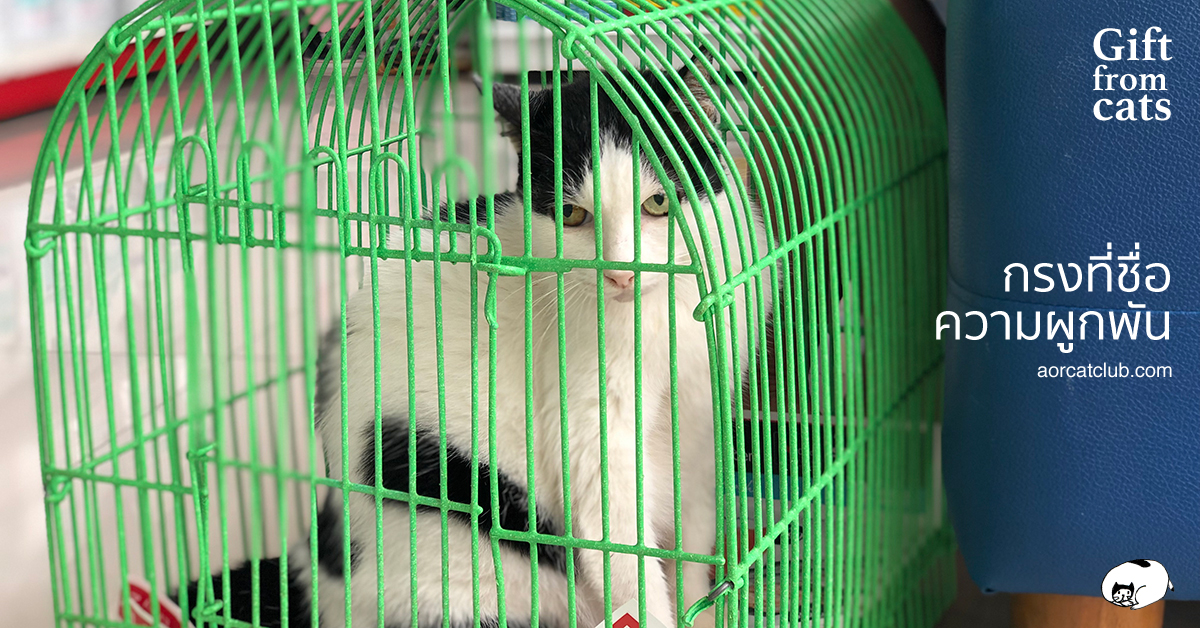 เลี้ยงแมวเป็นเพื่อน