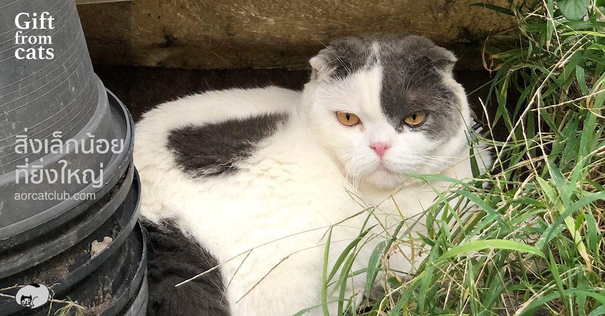 แมวขี้งอน