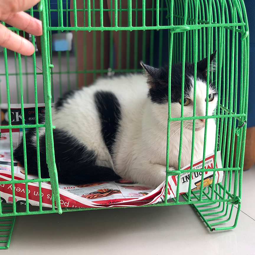 แมวติดคน