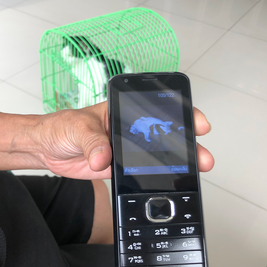 อวดรูปแมวในโทรศัพท์