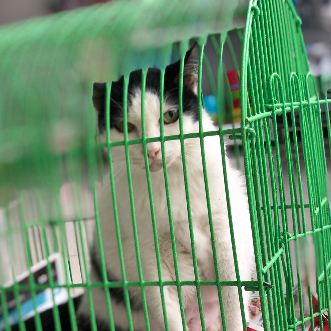 แมวค่าเลือดแดงตก