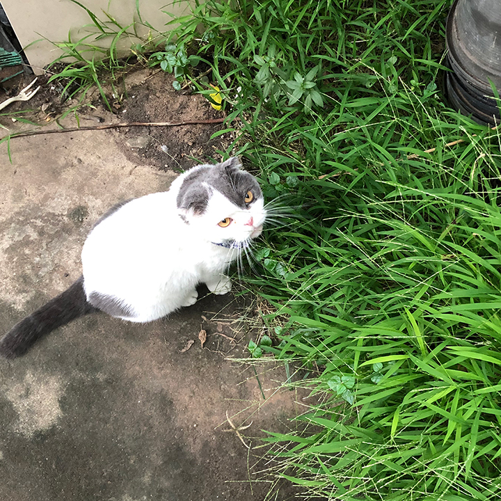 แมวขี้น้อยใจ