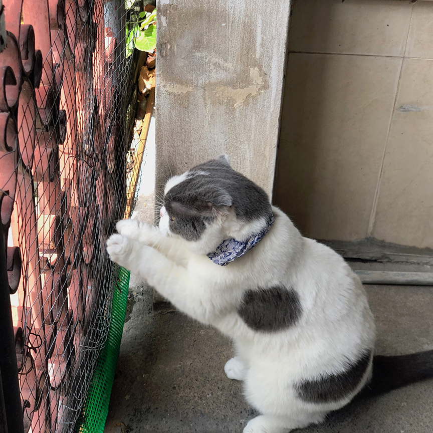 แมวน้อยใจ 