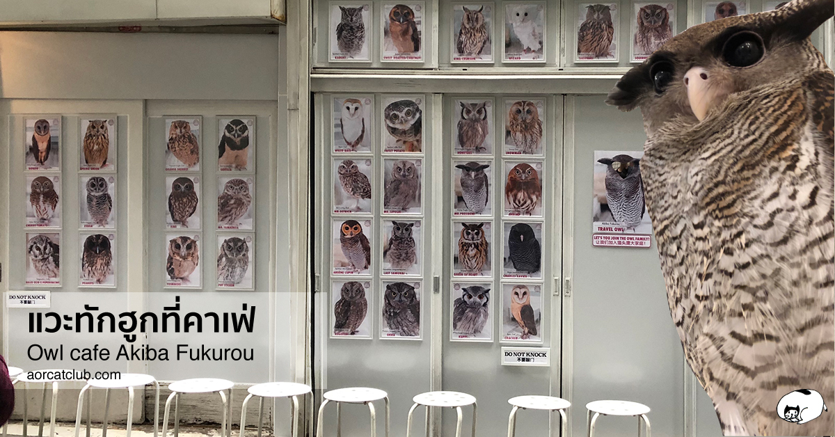 owl cafe in tokyo