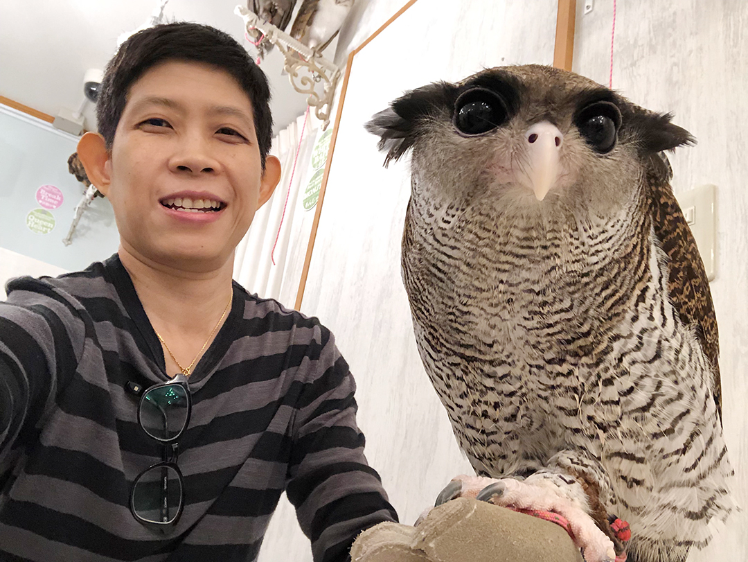 ถ่ายรูปคู่กับนกฮูกที่คาเฟ่นกฮุกย่าน Akihabara