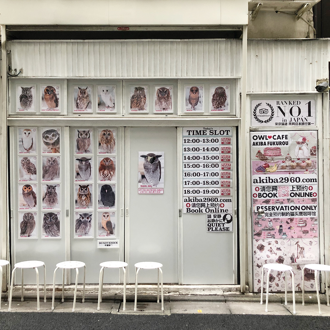 จองคาเฟ่นกฮูก