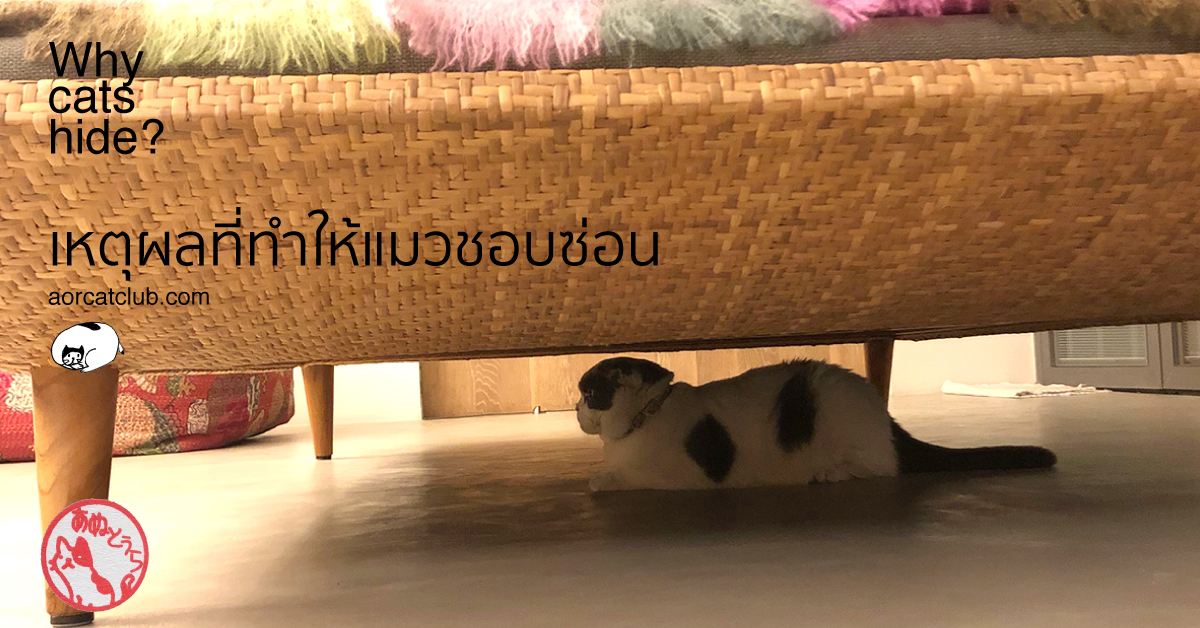 แมวซ่อนตัว