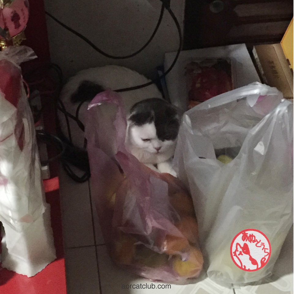 ทำไมแมวชอบซ่อนตัว