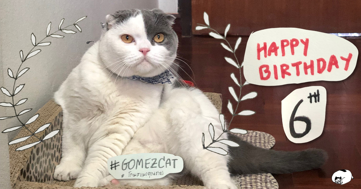 แมววัยกลางคน