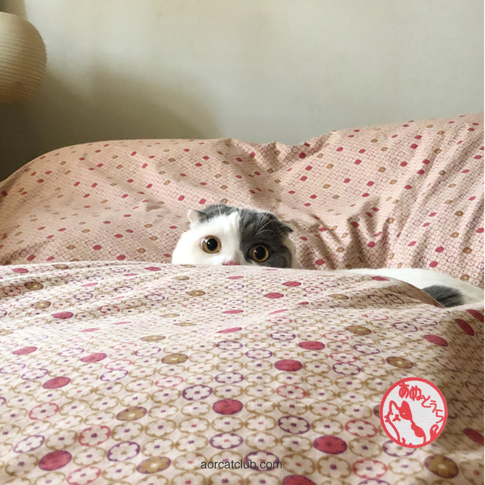 แมวเล่นซ่อนแอบ