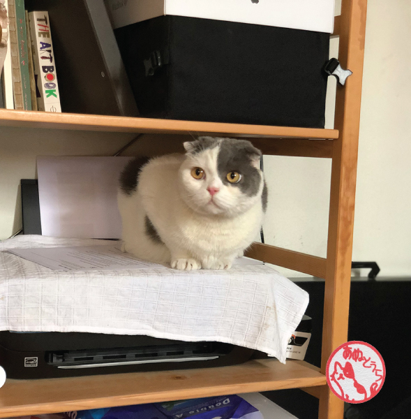 วันเกิดแมว