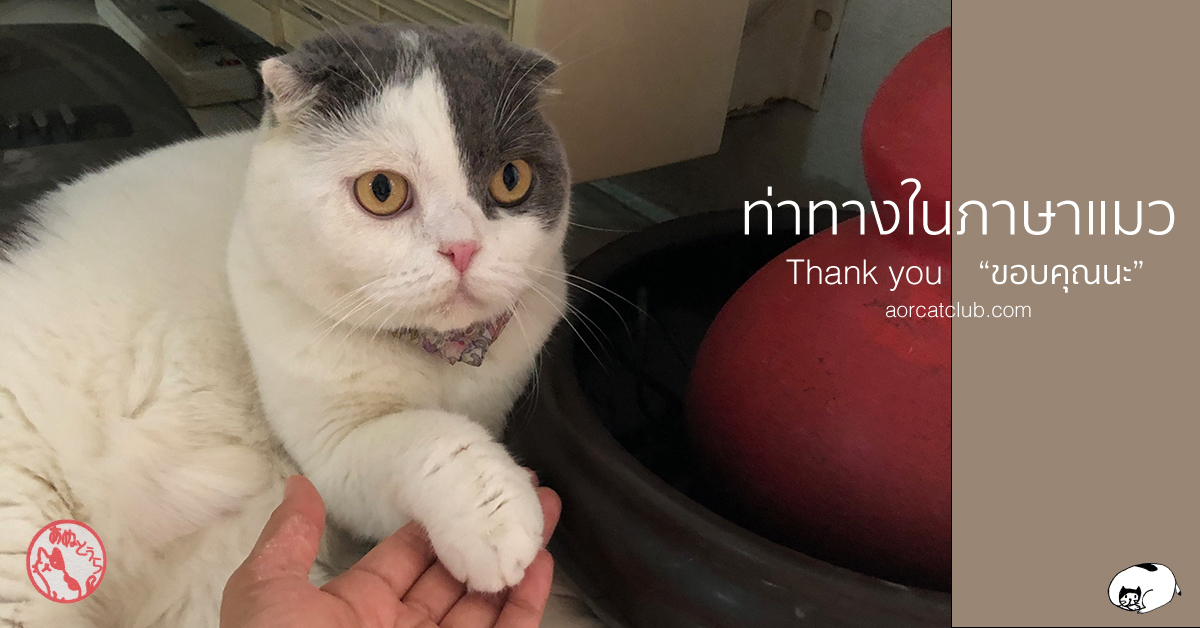 แปลภาษาแมว