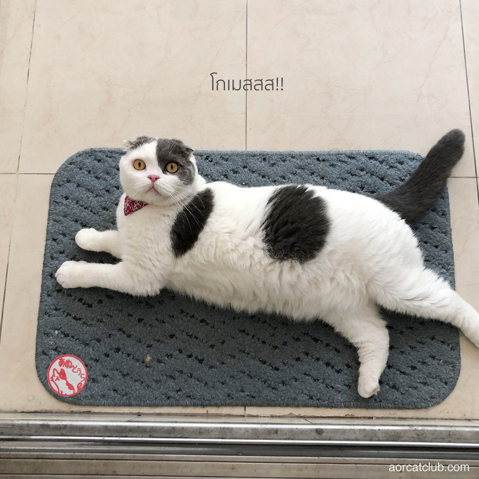 เทคนิคเรียกแมว