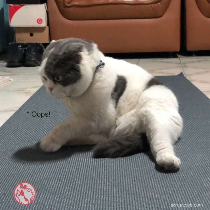 แปลภาษาแมว