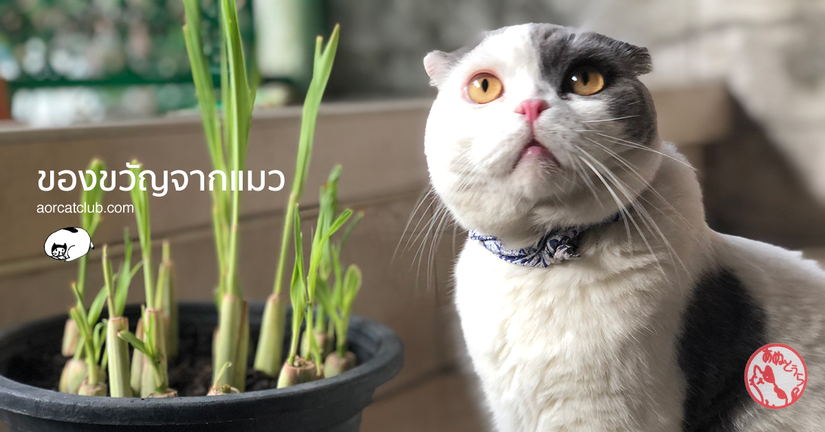 เลี้ยงแมวดีอย่างไร