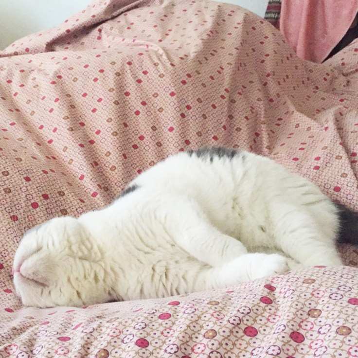 แมวน่ารักยังไง