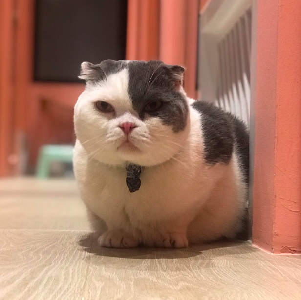 แมวตอนอยู่โรงแรมแมว