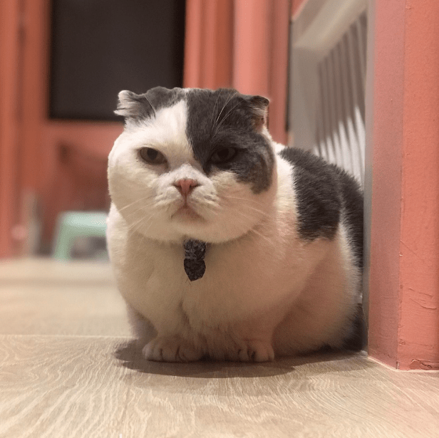 แมวตอนอยู่โรงแรมแมว