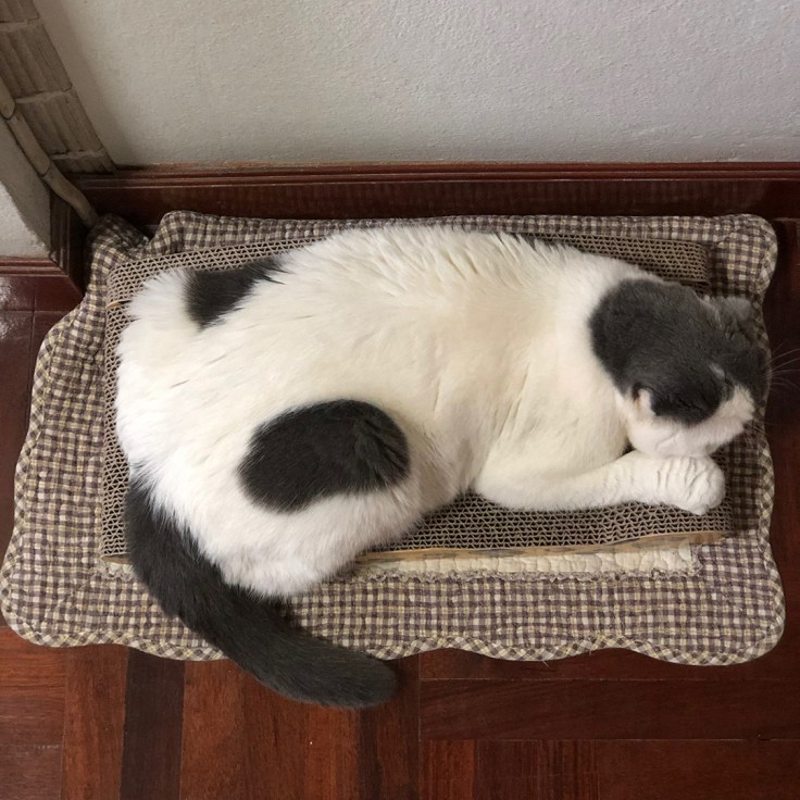 ทำไมแมวชอบที่เล็กๆ