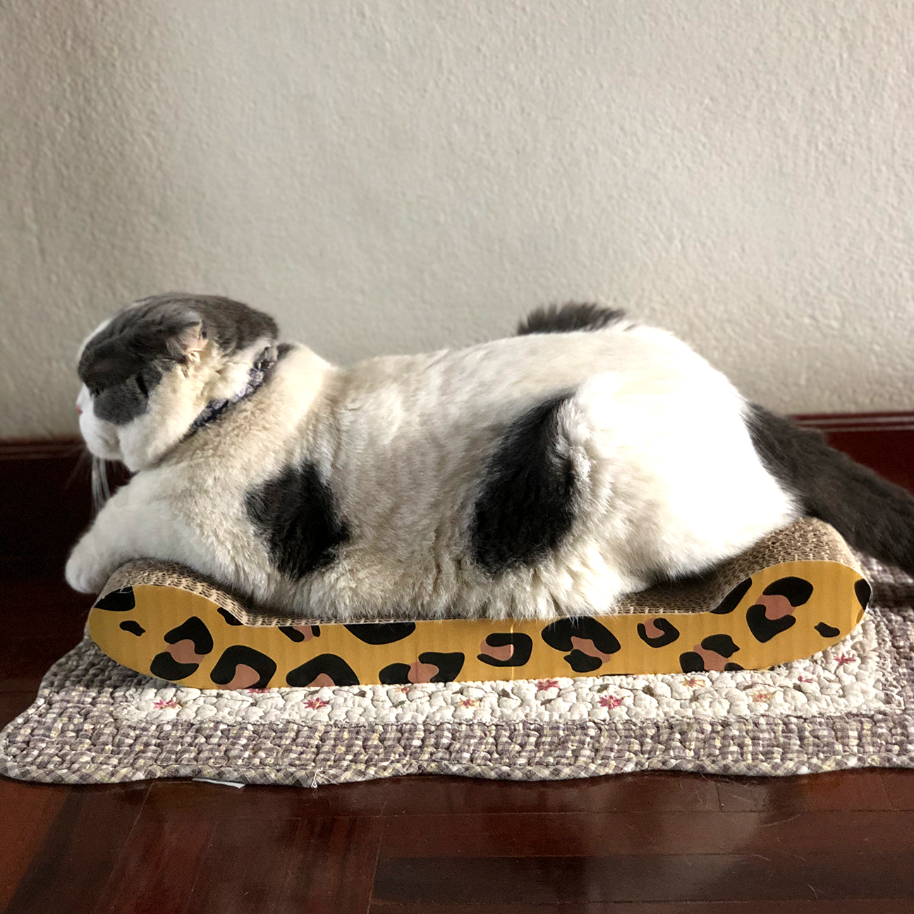 ที่ลับเล็บแมวแบบไหนดี