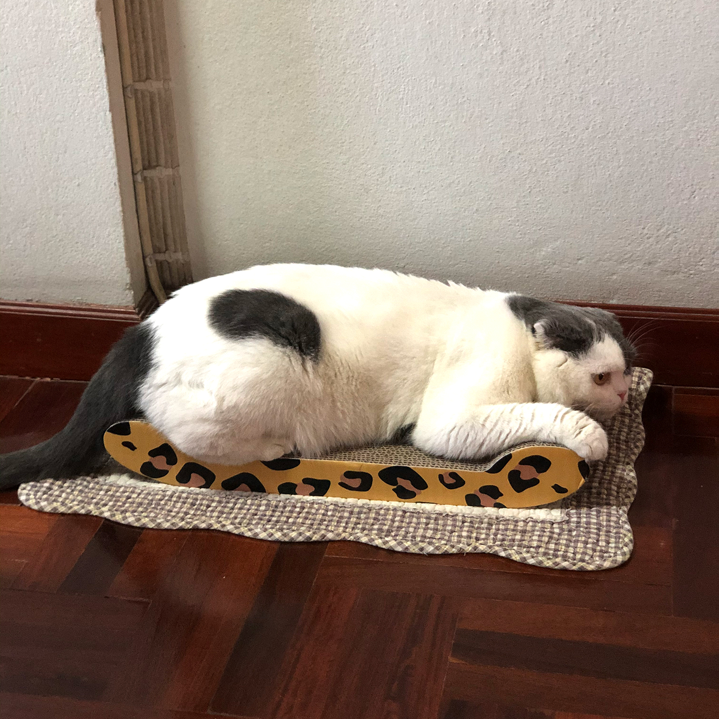 โซฟาแมวอันเล็กดีมั้ย