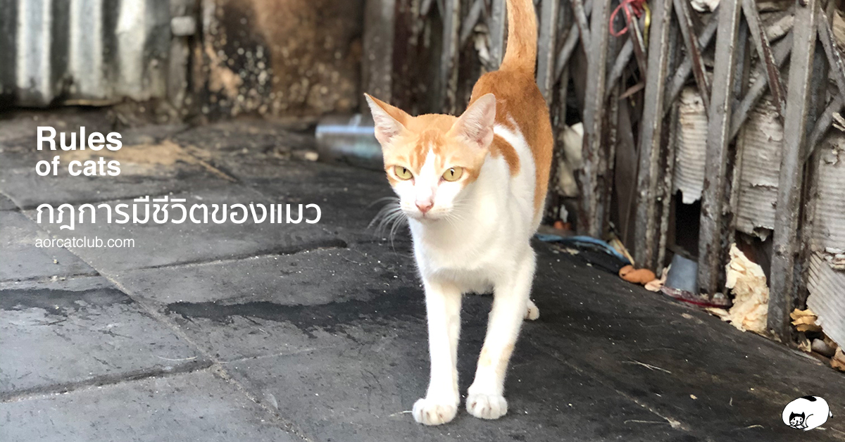 ชีวิตแมวกับคนคล้ายกัน