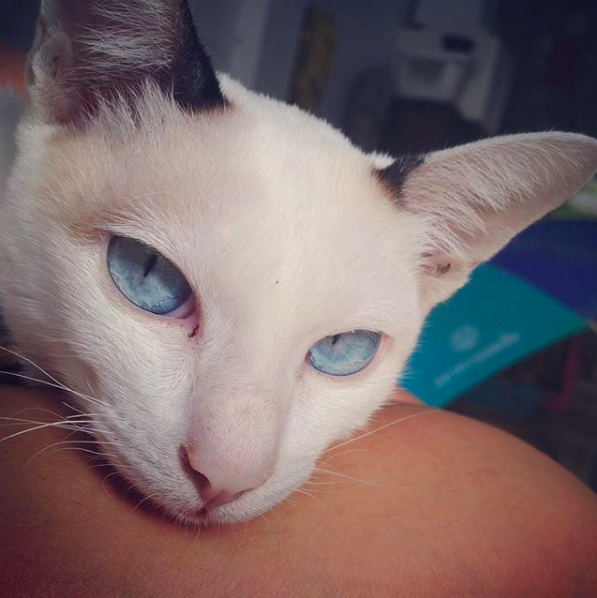 แมวเป็นลิวคีเมีย