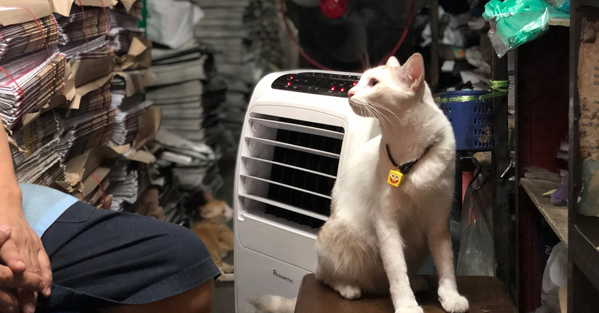 แมวเก็บมาเลี้ยงจะติดเจ้าของมาก