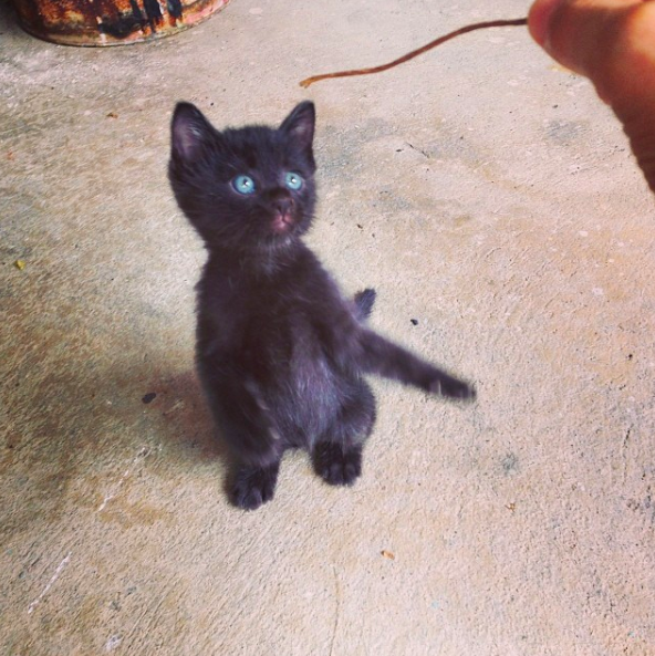 แมวดำขึ้อ้อนมาก