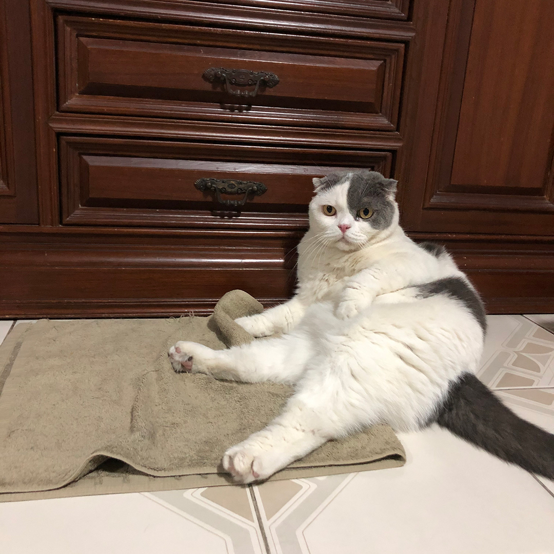 ใช้ผ้าเช็ดตัวทำที่นอนแมว