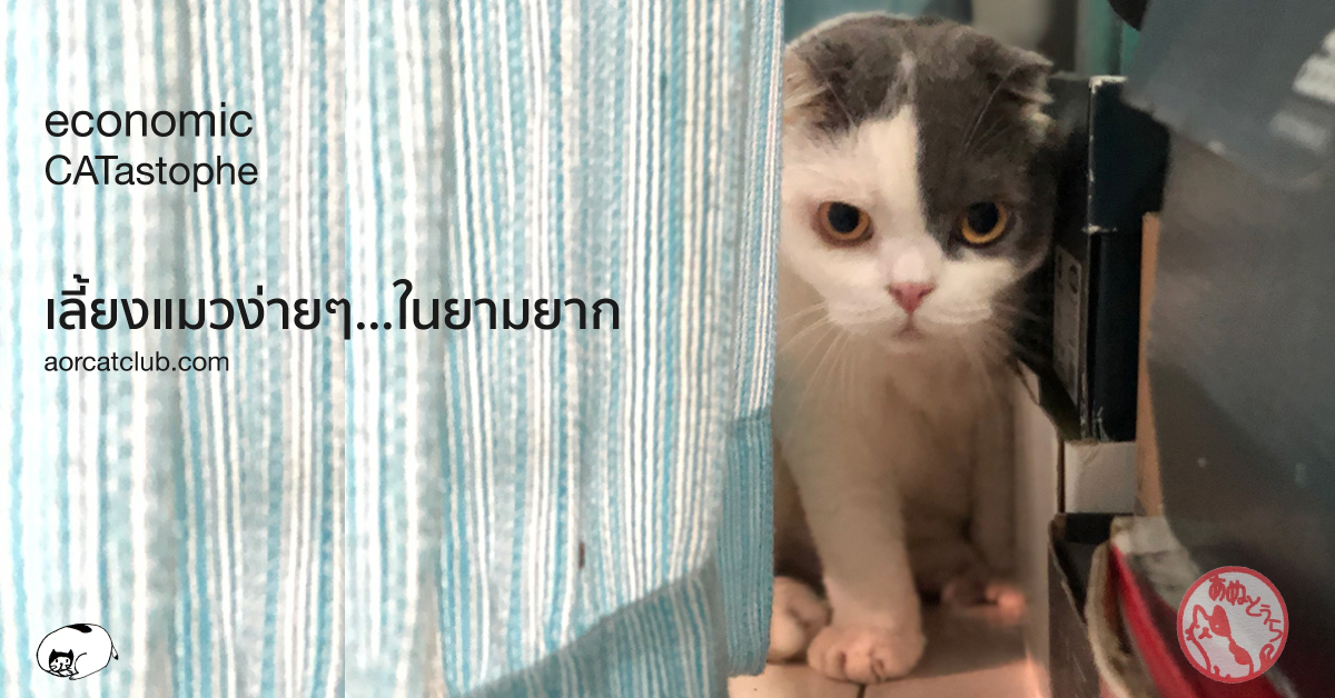 เลี้ยงแมวยังไงไม่แพง