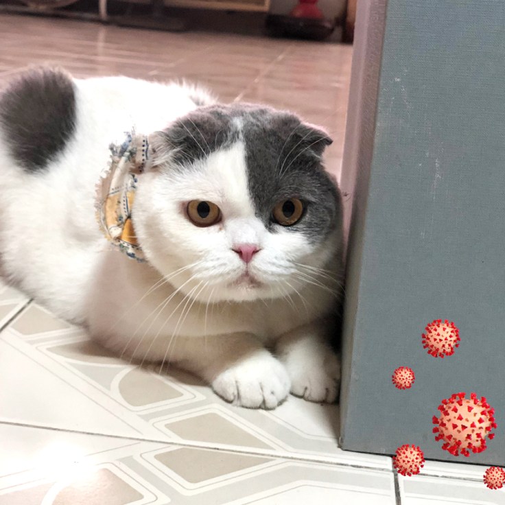 แมวกับโควิด19