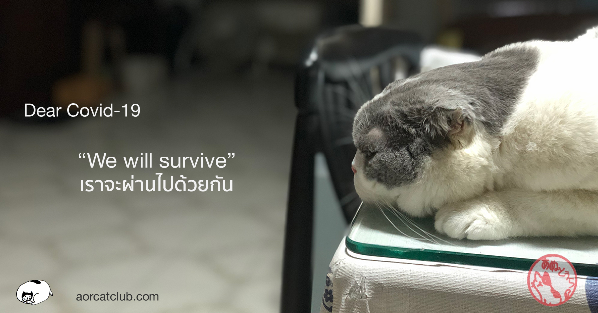 แมวติดโควิด