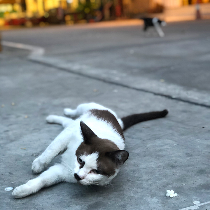 สงสารแมววัด