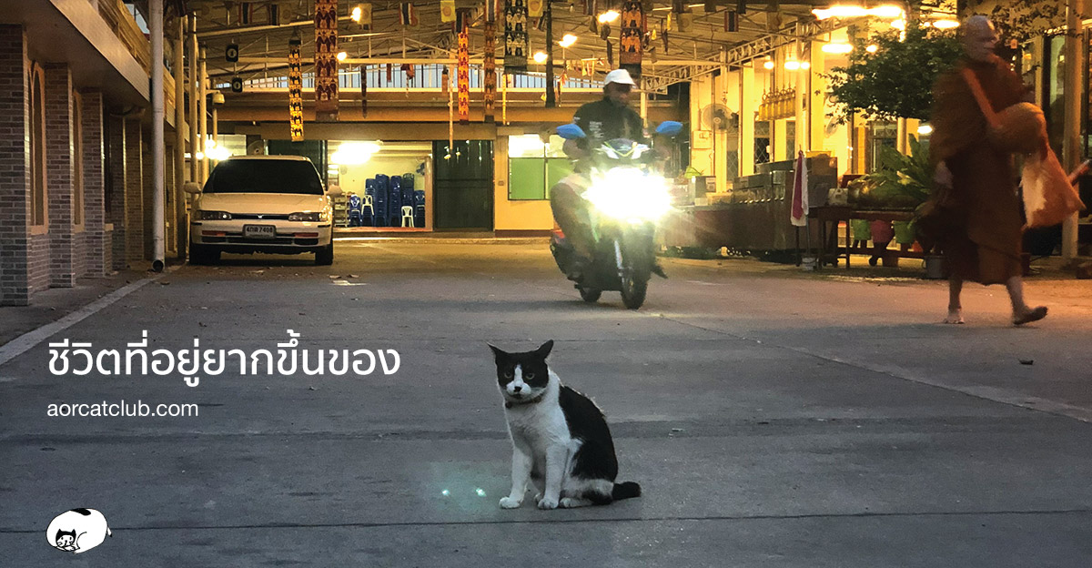 แมวช่วงโควิดระบาด