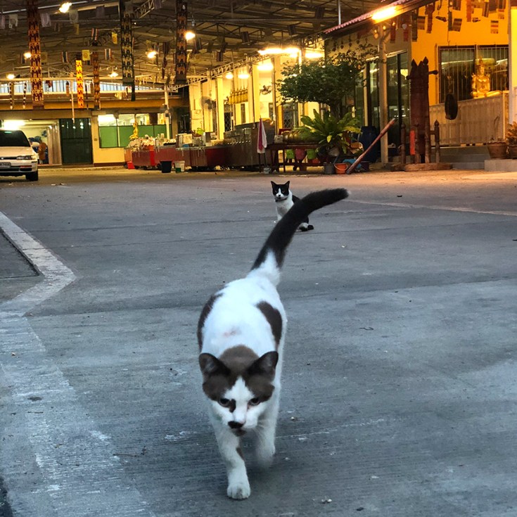 แมววัดตัวใหม่