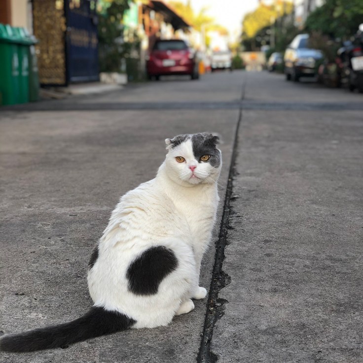 แมวติดโควิดได้