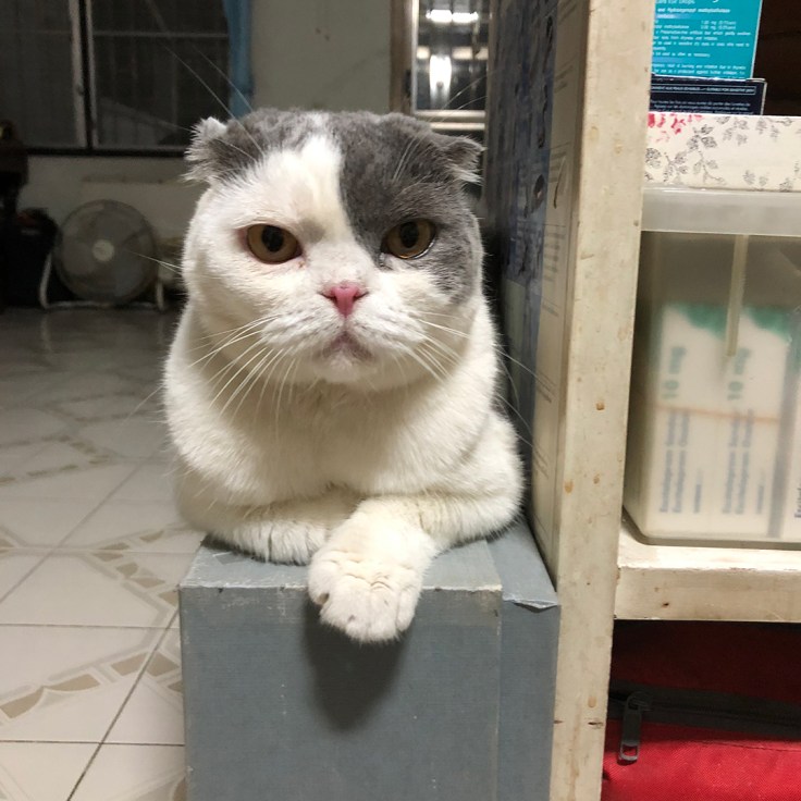 แมวมองเห็นอะไร