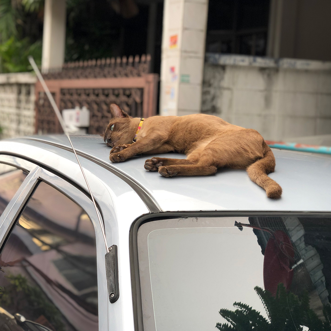 แมวนอนบนหลังคารถ