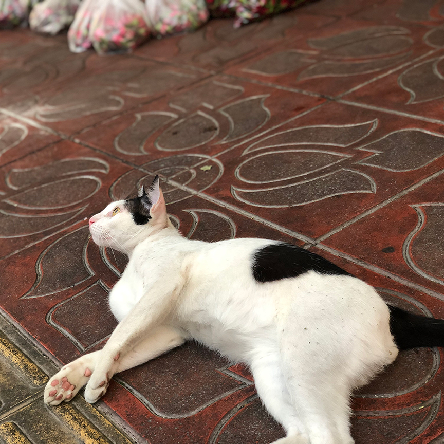 แมวอยากมีบ้าน