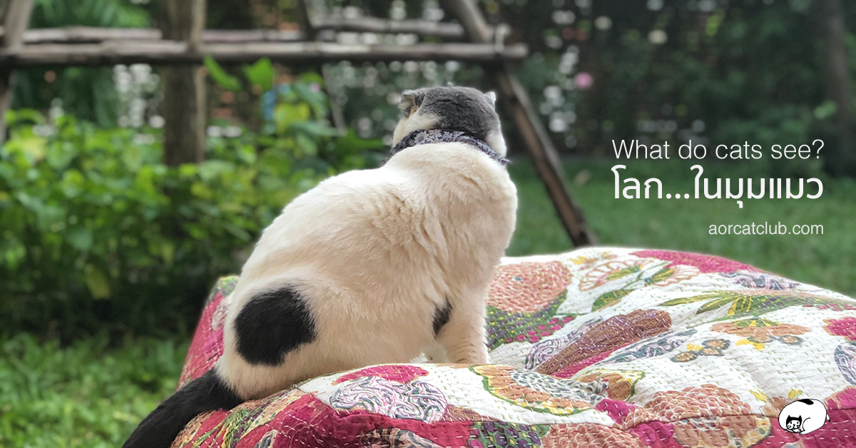 แมวมองเห็นชัดตอนกลางคืน